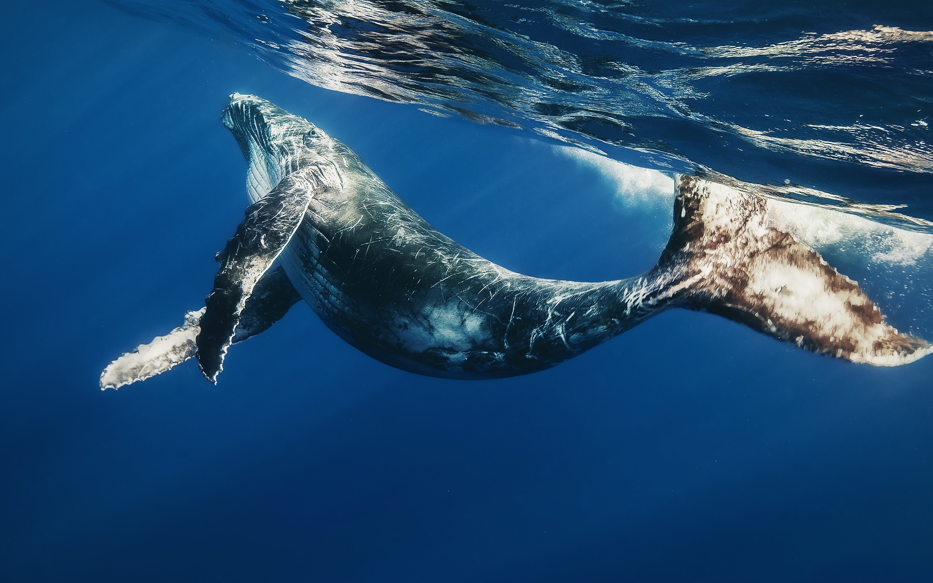 whale