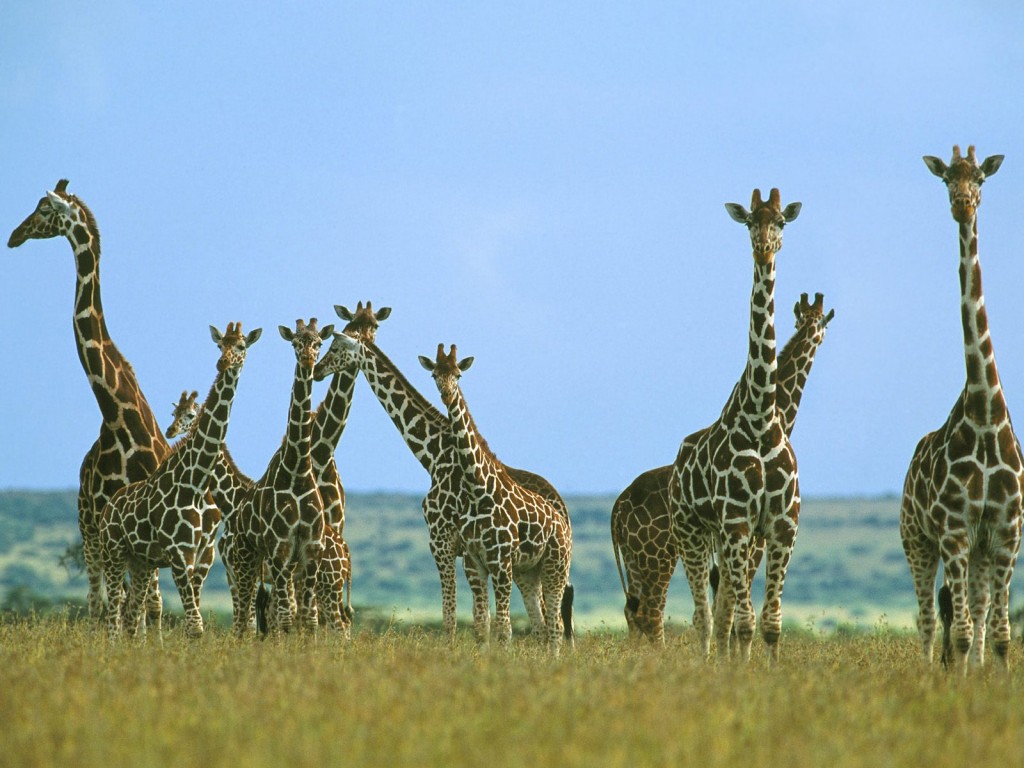 giraffes